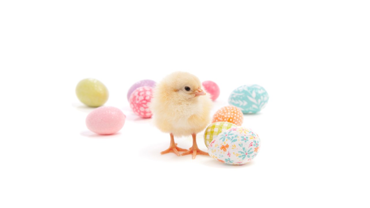Påskeegg_kylling_1280x720.jpg