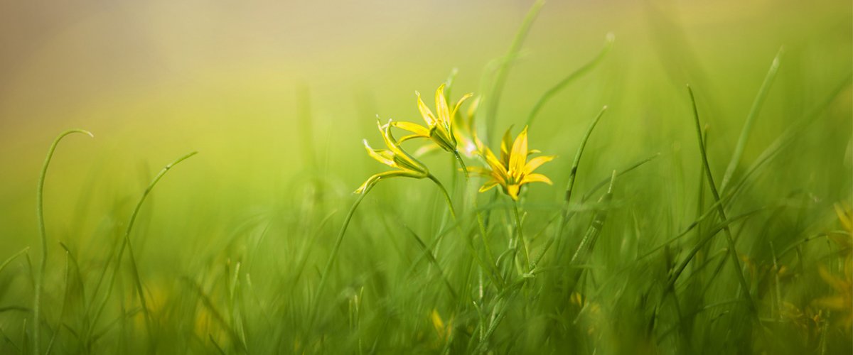 gress_1200x500_2.jpg