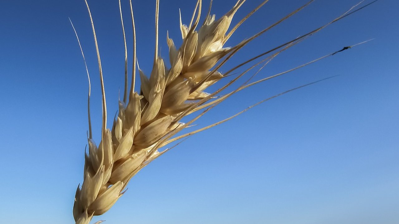 wheat-1327754_960_720.jpg